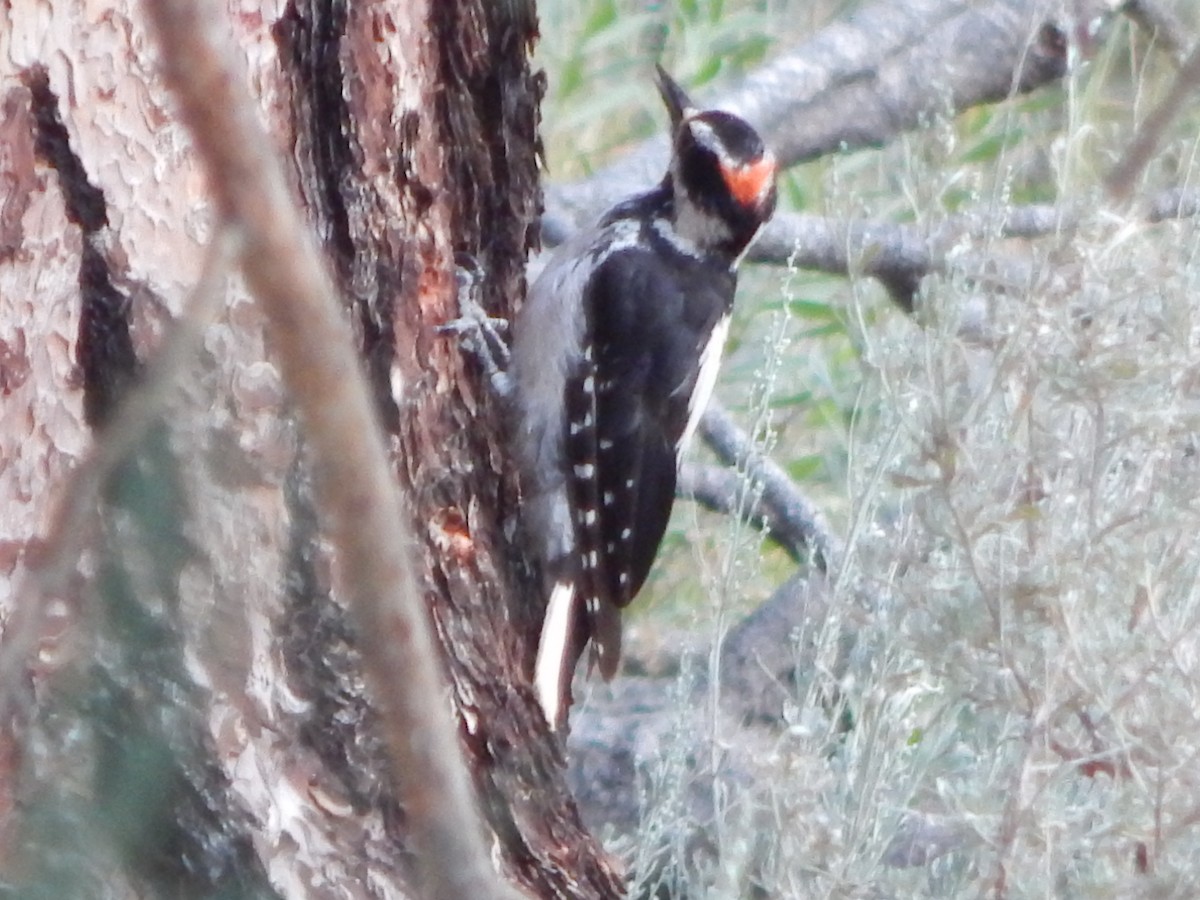 Haarspecht - ML644303367