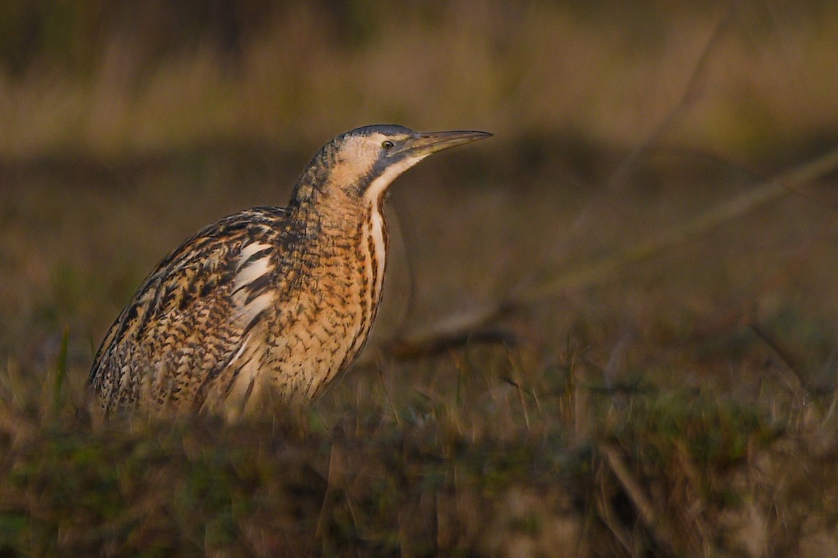 Eurasian Bittern - ML644303369