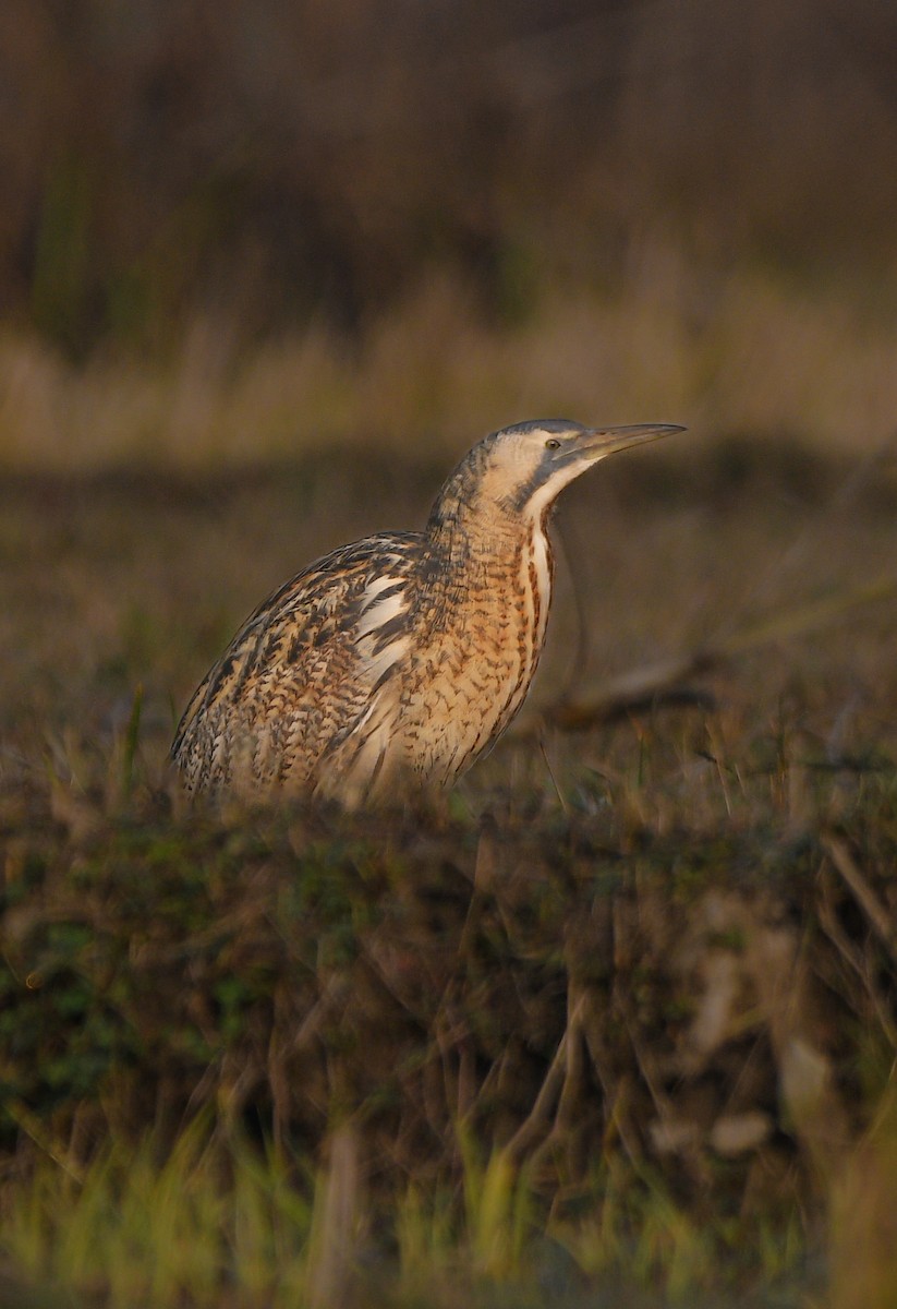 Eurasian Bittern - ML644303370