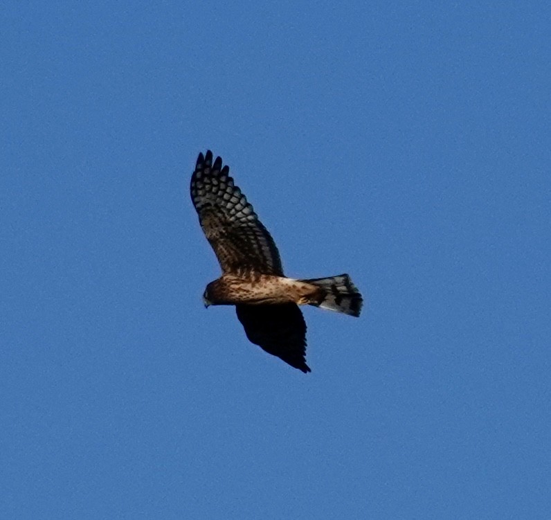 Лунь американський - ML644303381