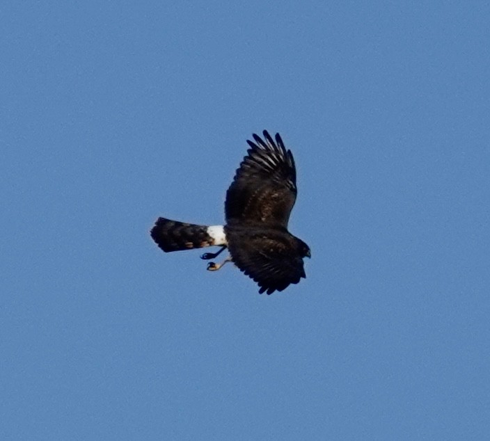 Лунь американський - ML644303382