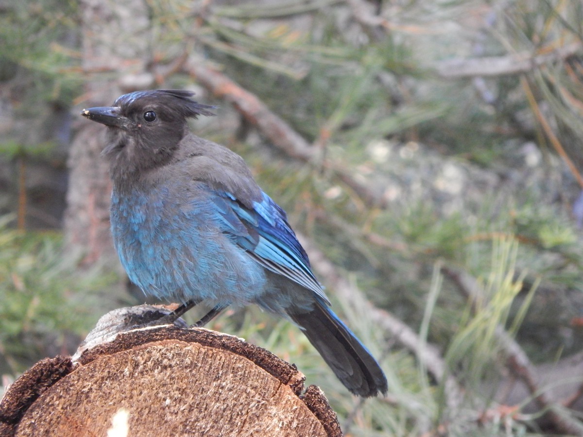 Стеллерова сойка [группа stelleri] - ML644303383