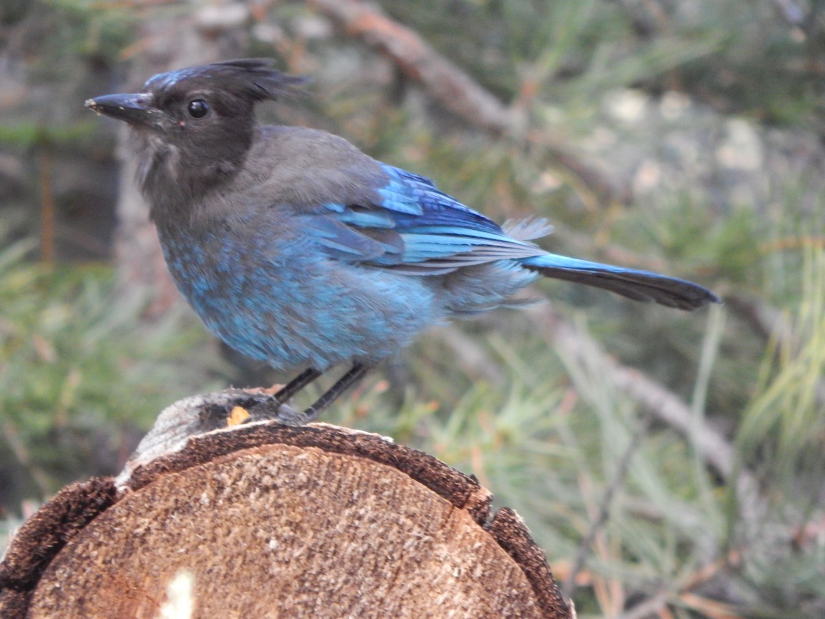 Стеллерова сойка [группа stelleri] - ML644303384