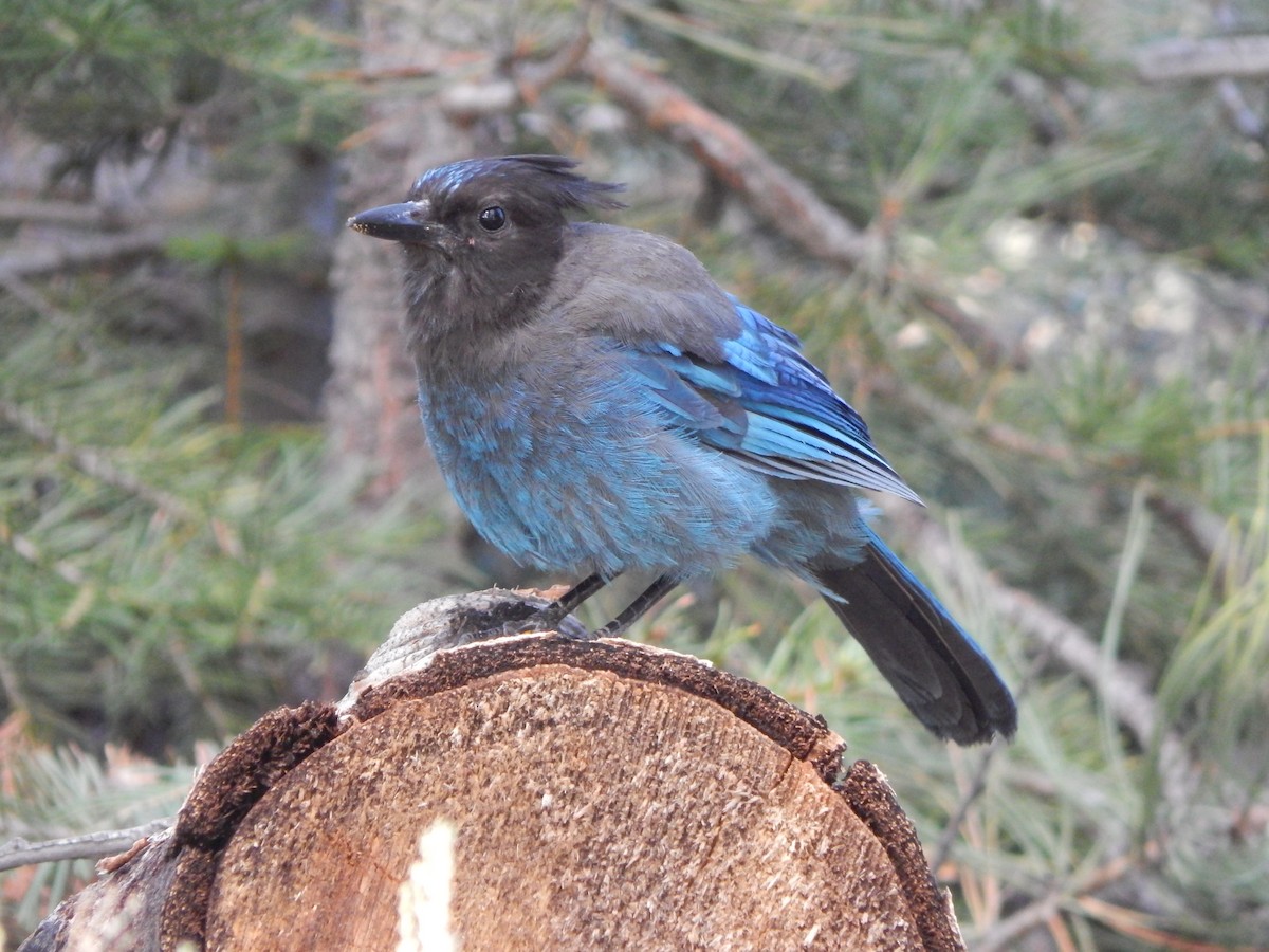 Стеллерова сойка [группа stelleri] - ML644303385