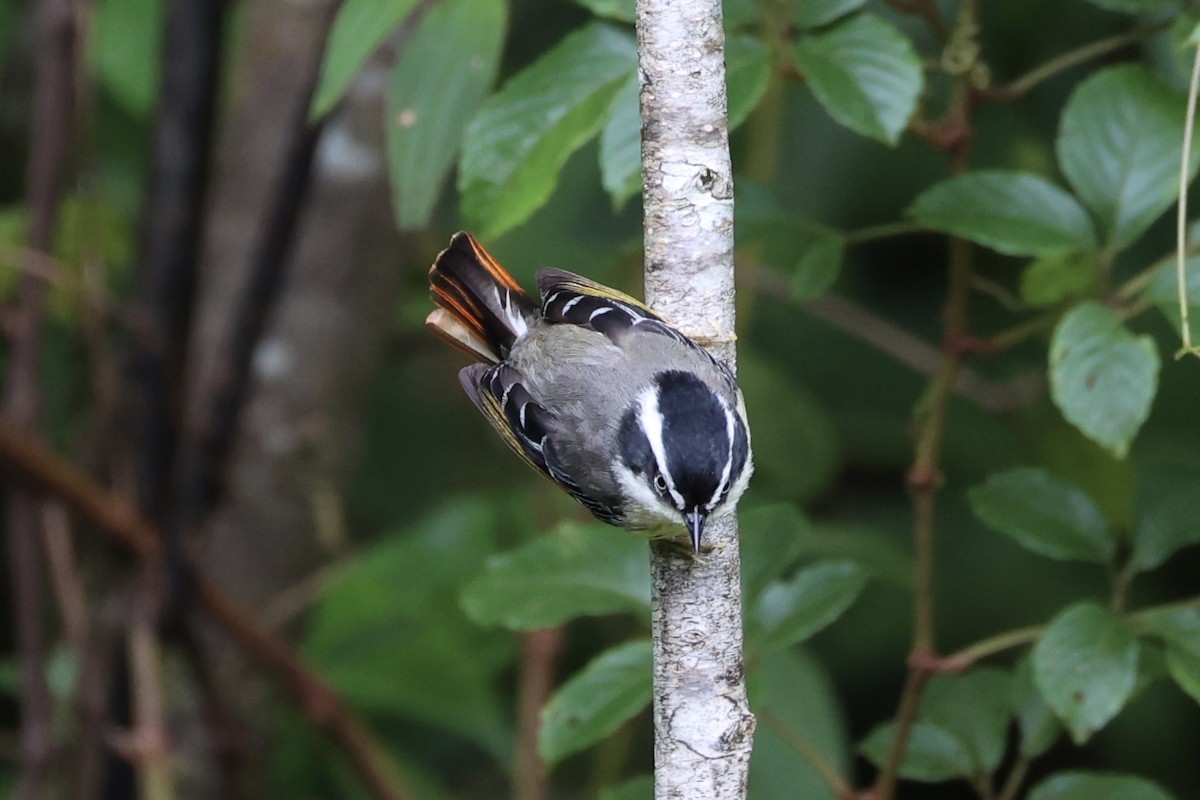 Мінла рудохвоста - ML644303386