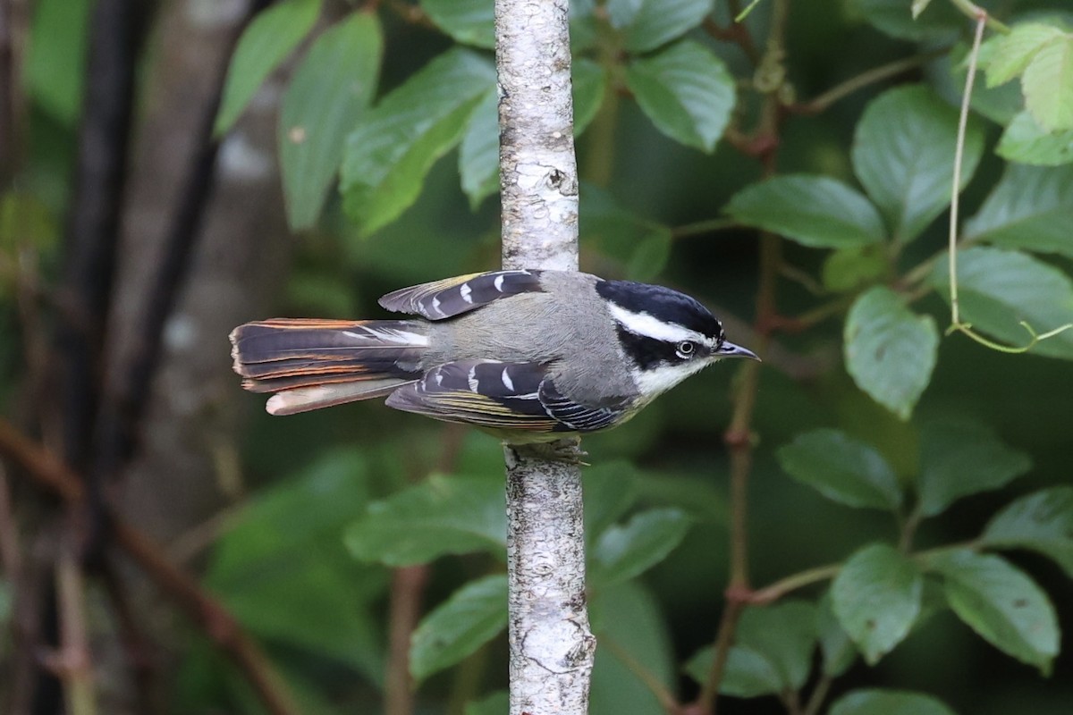 Мінла рудохвоста - ML644303387