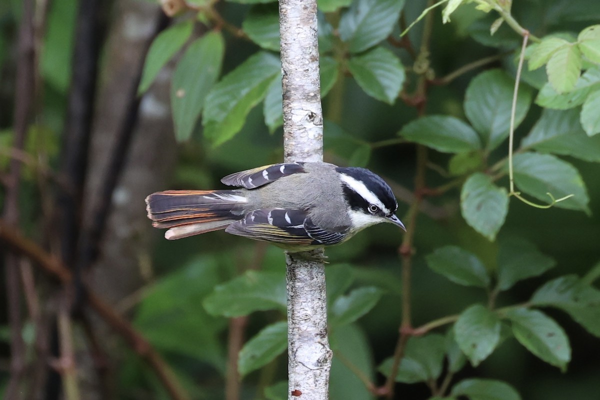 Мінла рудохвоста - ML644303388