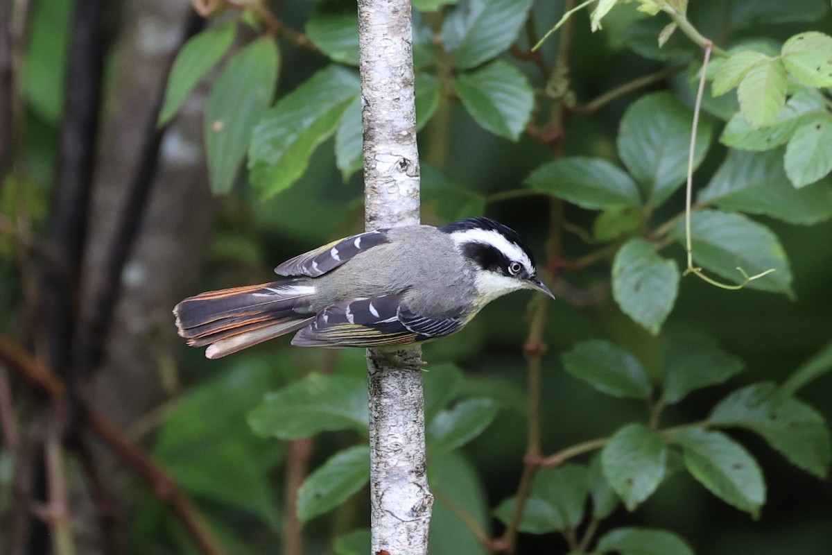 Мінла рудохвоста - ML644303389