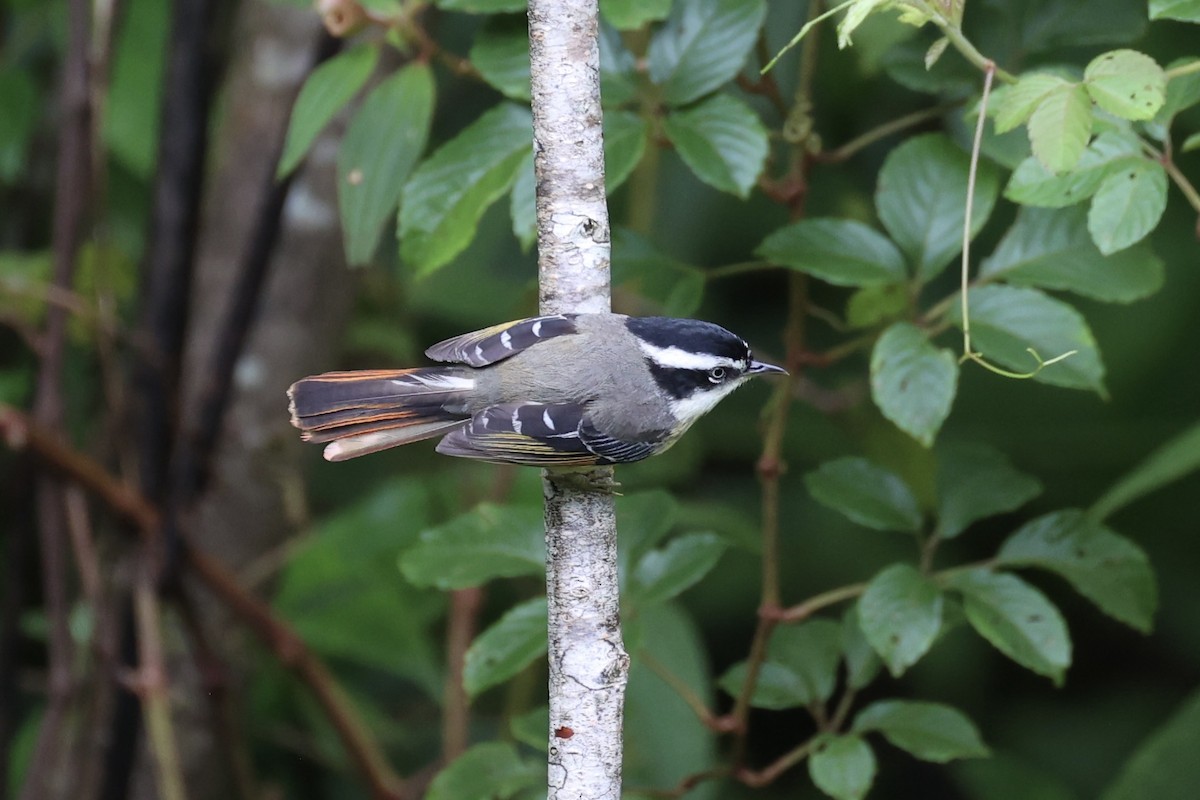 Мінла рудохвоста - ML644303390