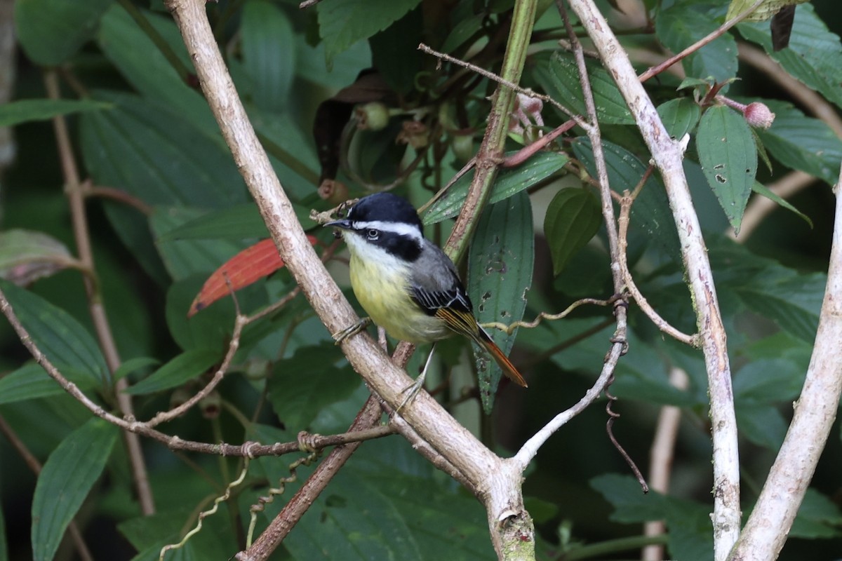 Мінла рудохвоста - ML644303391