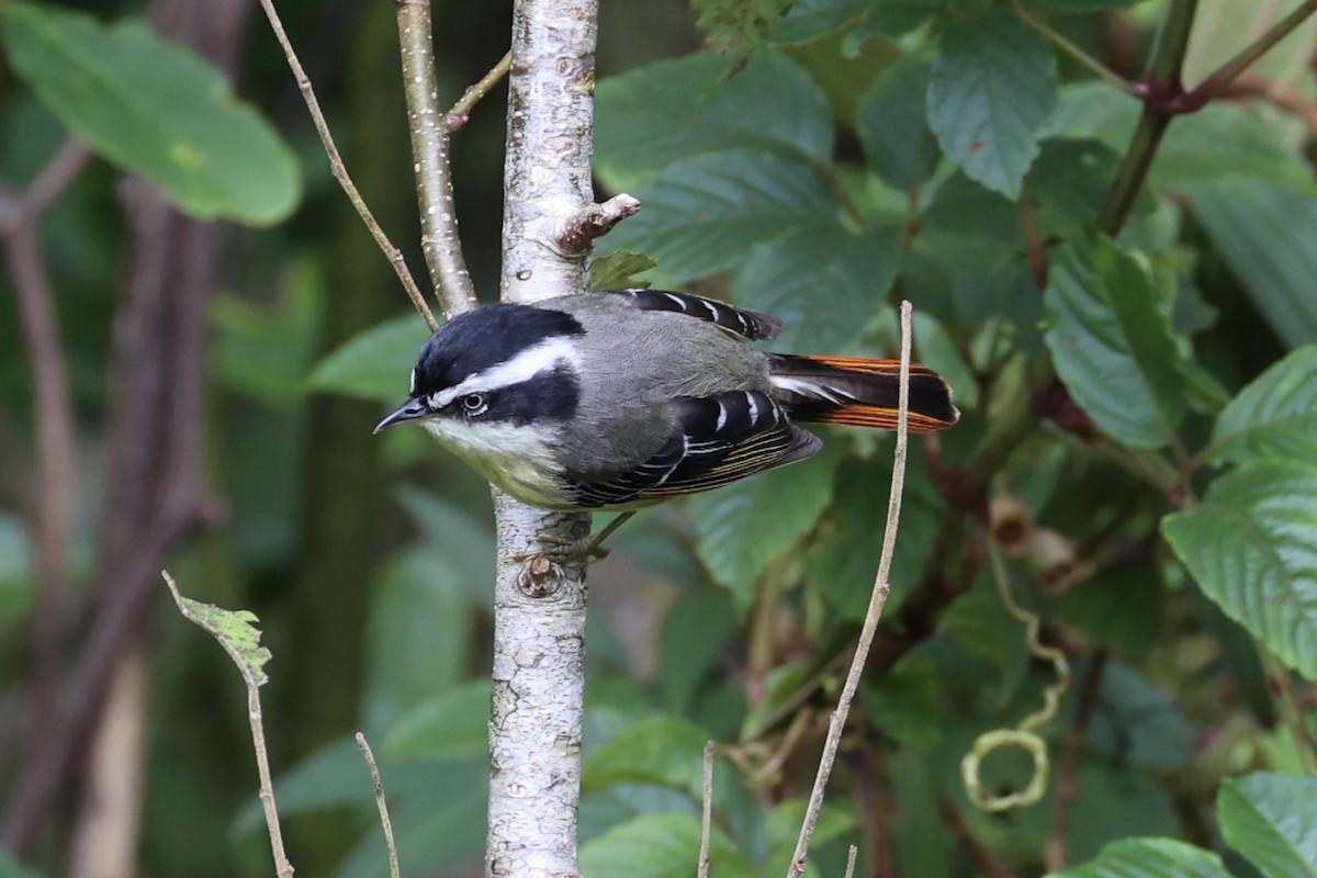 Мінла рудохвоста - ML644303392