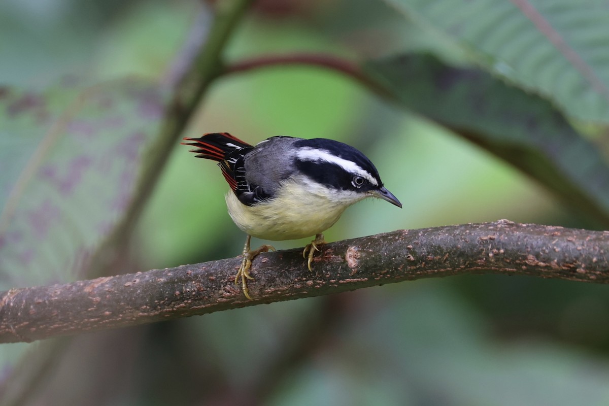 Мінла рудохвоста - ML644303393