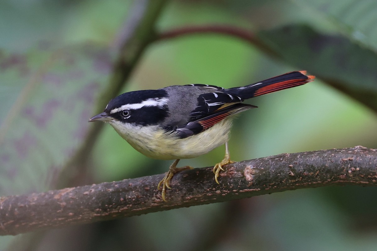 Мінла рудохвоста - ML644303394