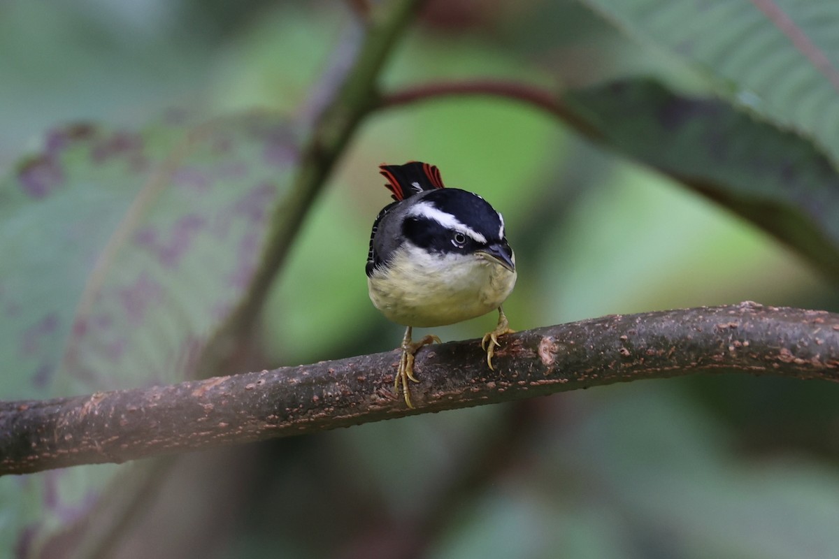 Мінла рудохвоста - ML644303395