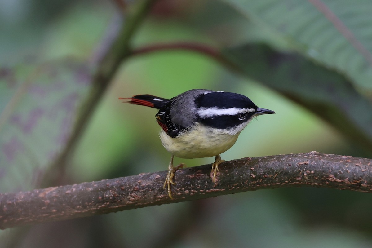 Мінла рудохвоста - ML644303396