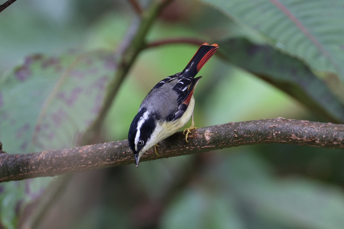 Мінла рудохвоста - ML644303397