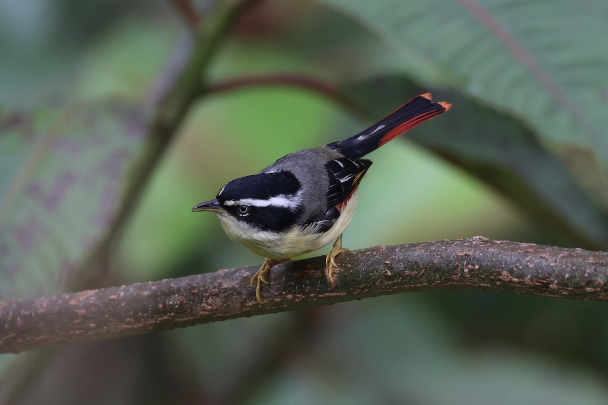 Мінла рудохвоста - ML644303398