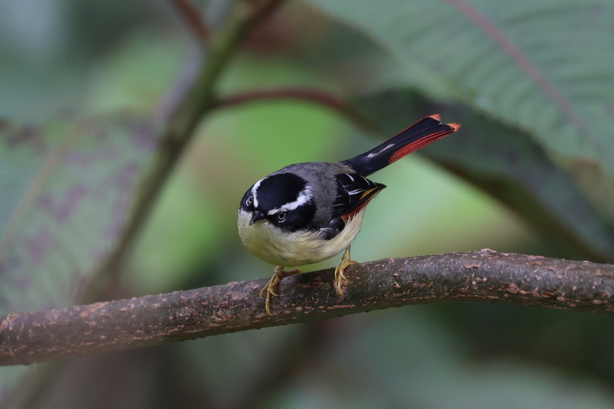 Мінла рудохвоста - ML644303399