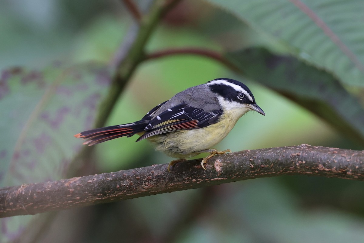 Мінла рудохвоста - ML644303400