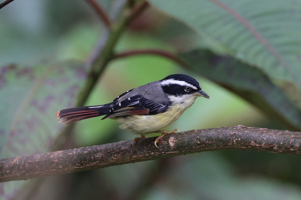 Мінла рудохвоста - ML644303401