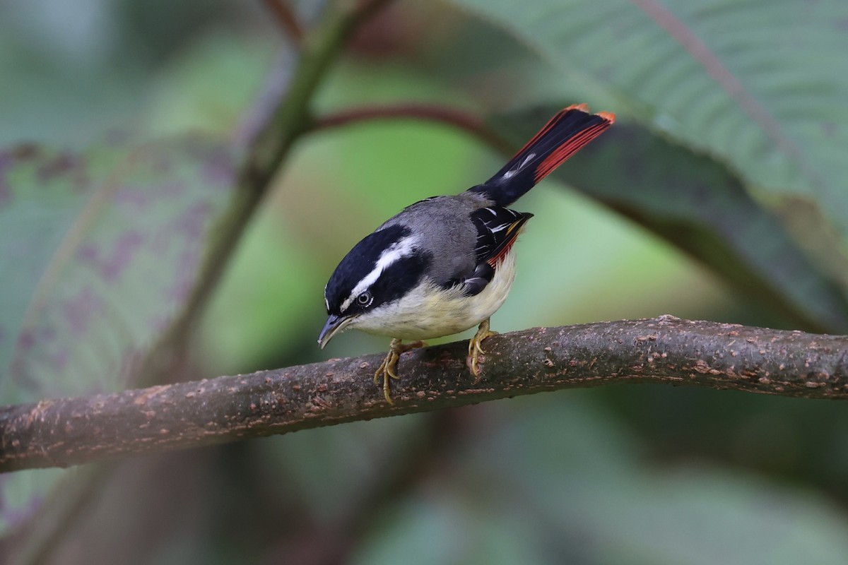 Мінла рудохвоста - ML644303402