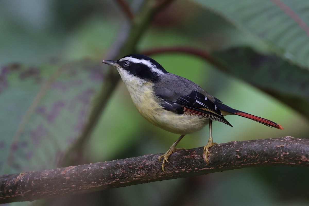 Мінла рудохвоста - ML644303403