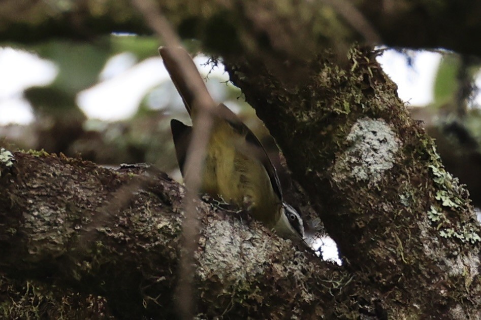 Мінла рудохвоста - ML644303405