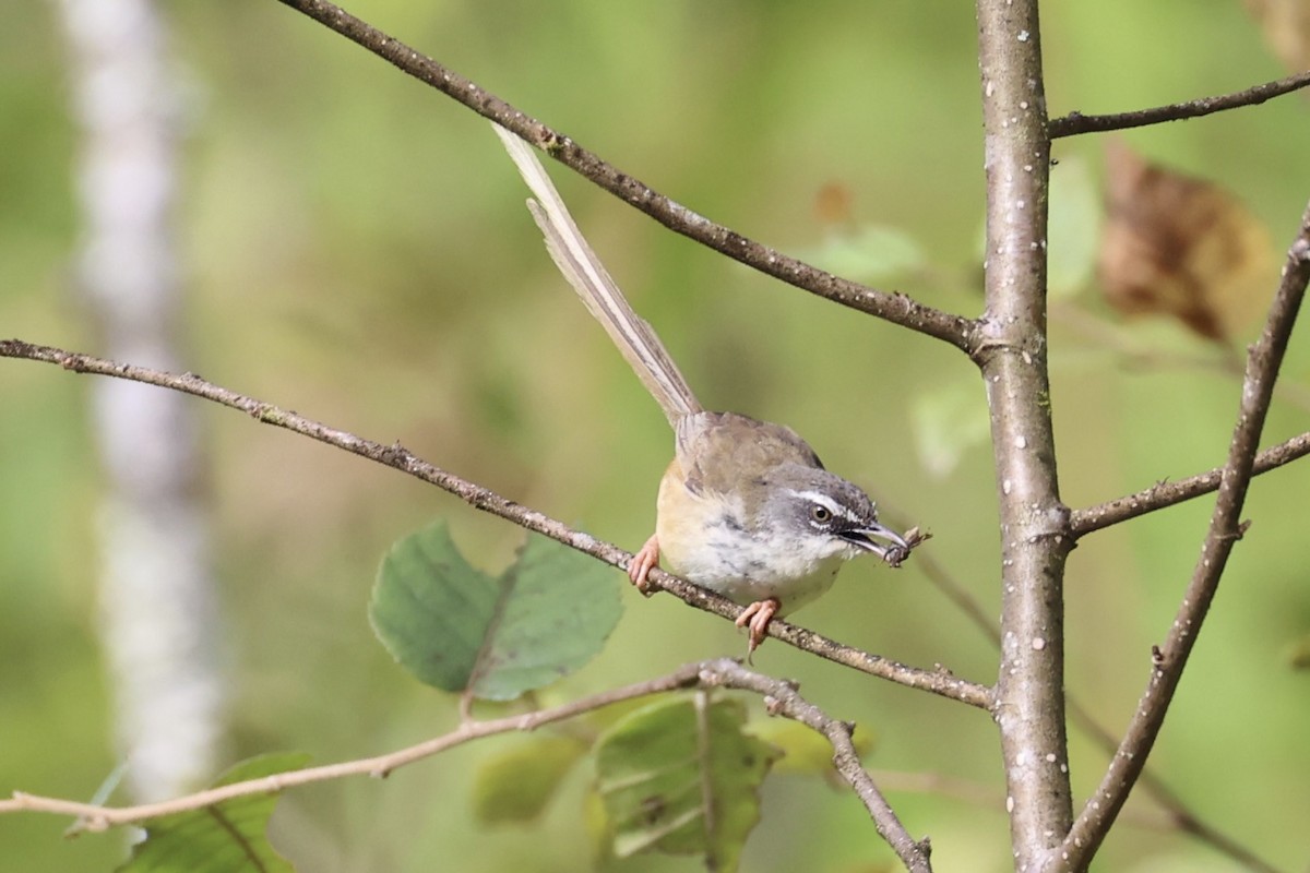 Prinia à sourcils - ML644303410