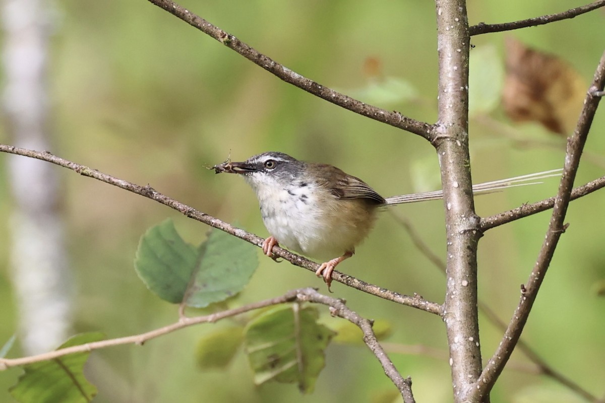 Prinia à sourcils - ML644303411