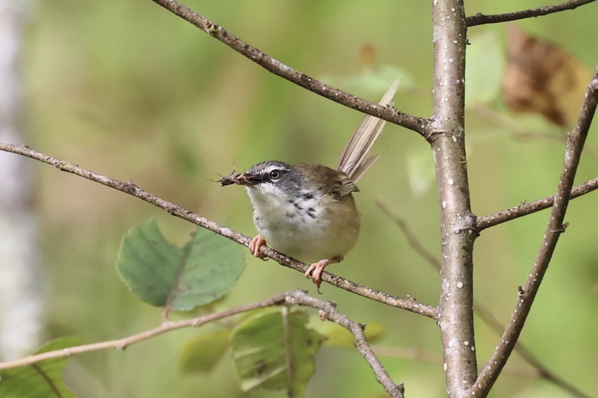 Prinia à sourcils - ML644303412