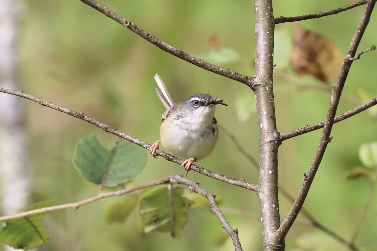 Prinia à sourcils - ML644303413