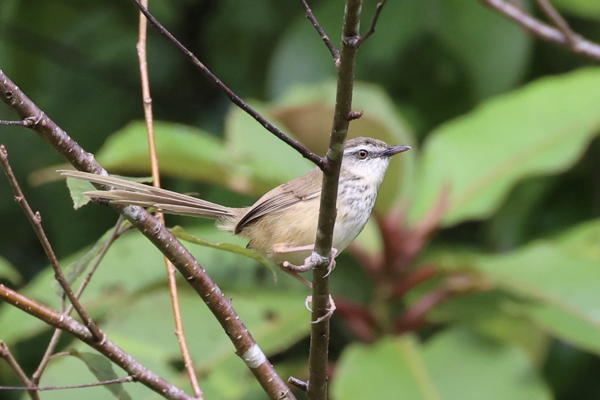 Prinia à sourcils - ML644303414
