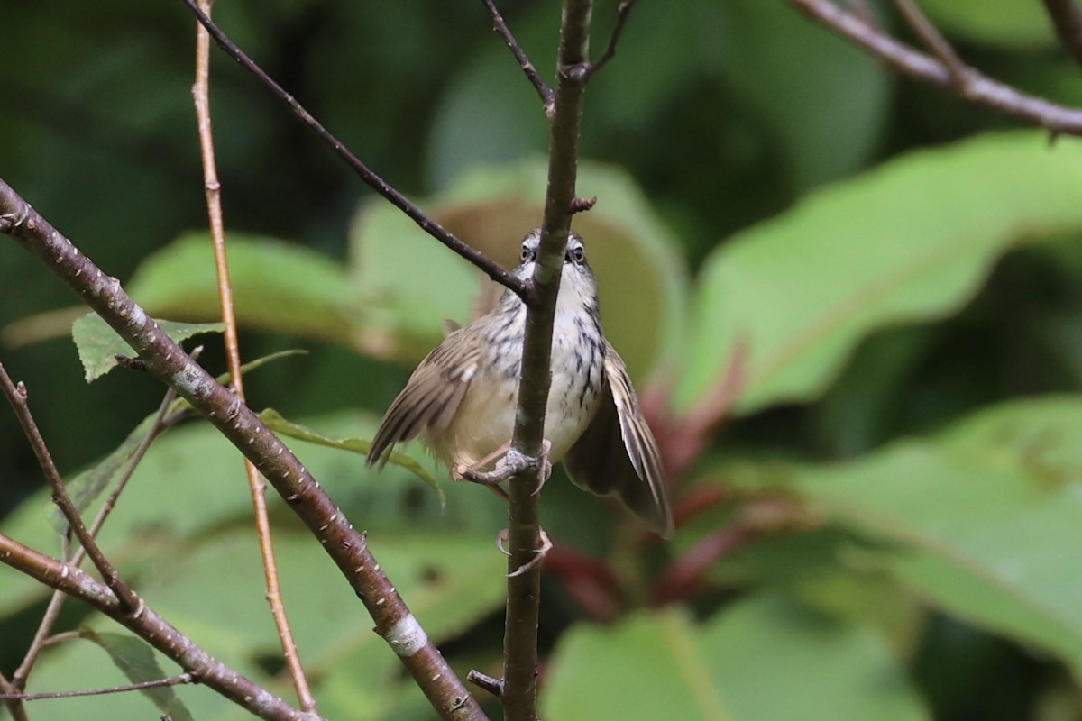Prinia à sourcils - ML644303416