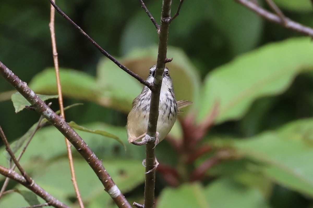Prinia à sourcils - ML644303417