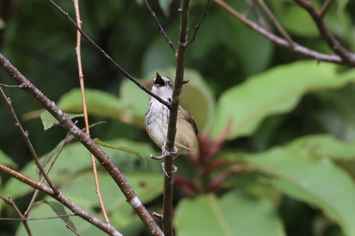 Prinia à sourcils - ML644303418