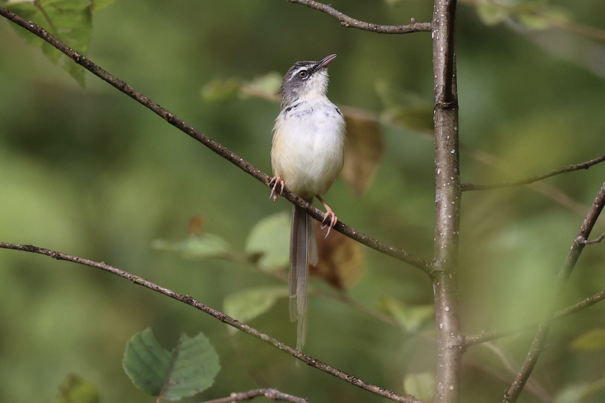 Prinia à sourcils - ML644303419