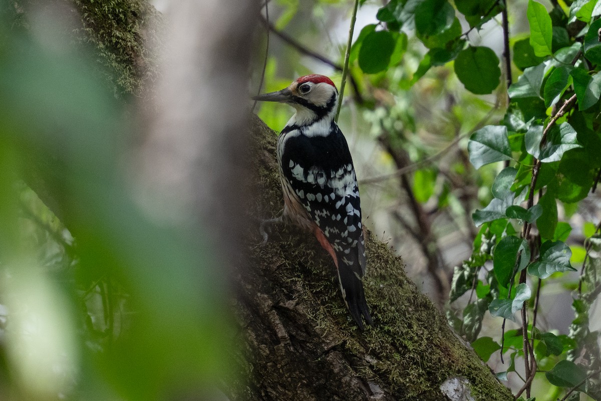 Хондлой цагаан тоншуул - ML644303421