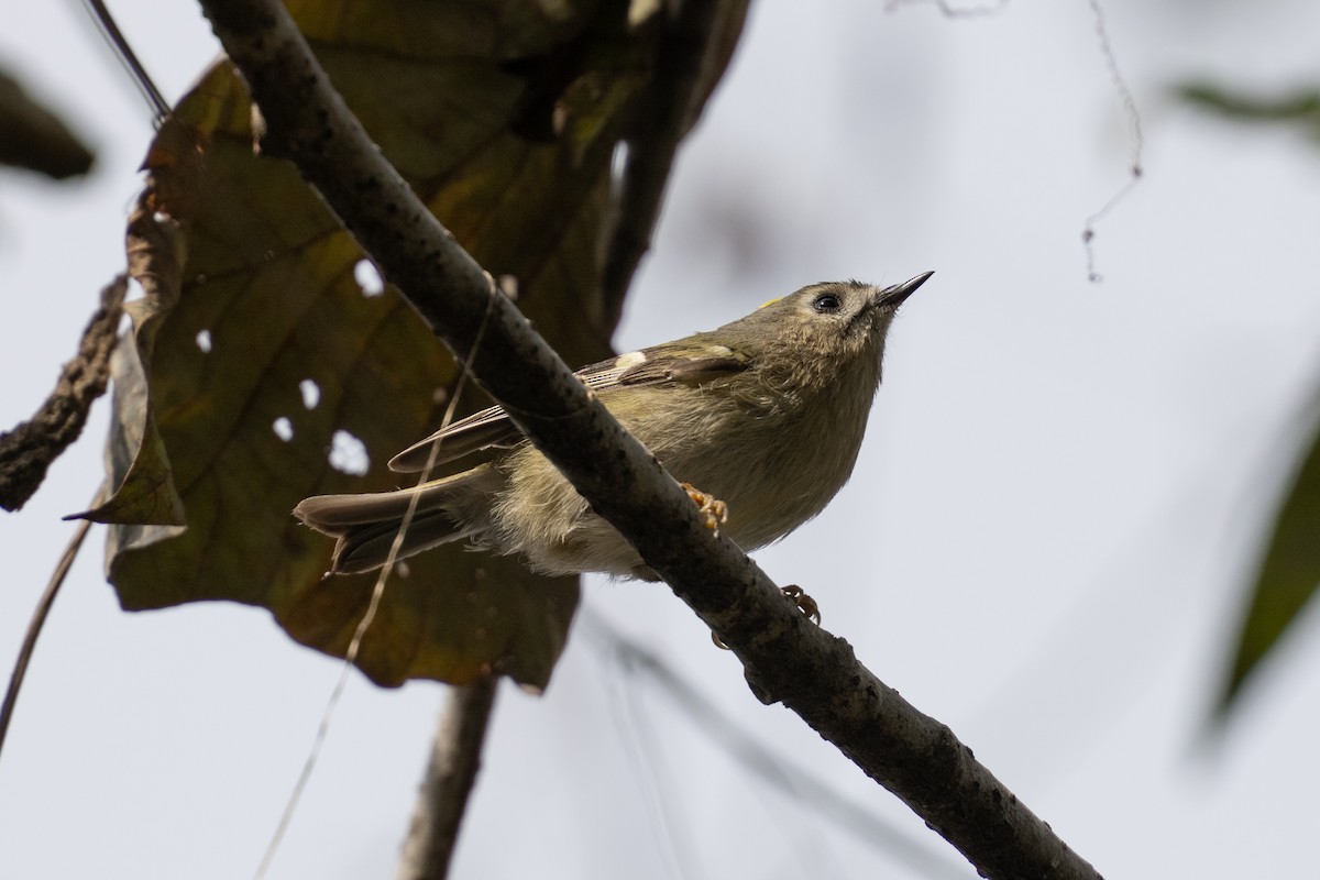 Goldcrest - ML644303428