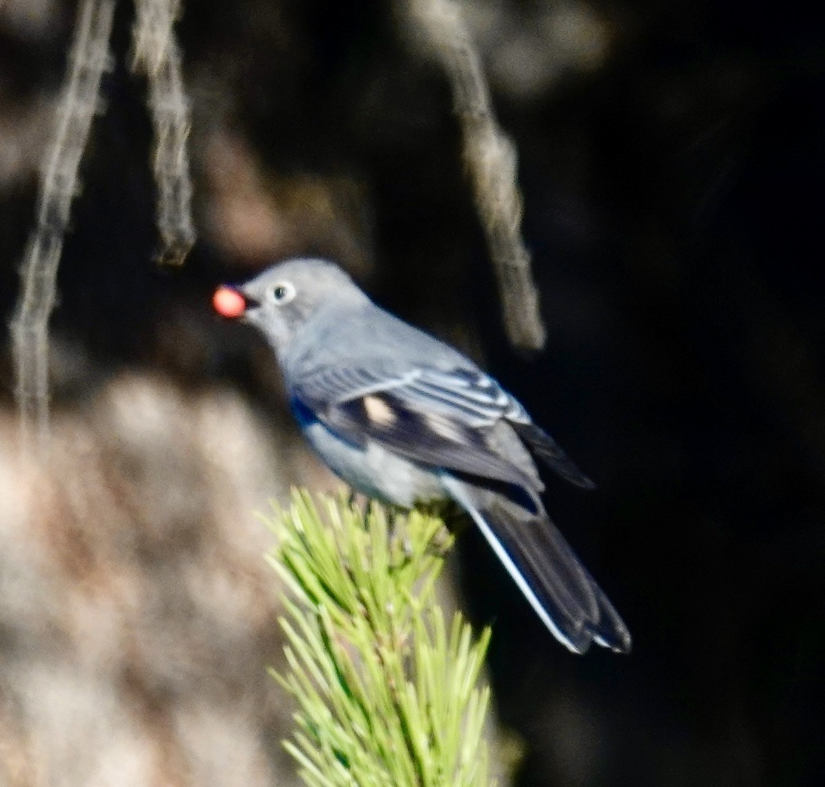 Townsend's Solitaire - ML644303434