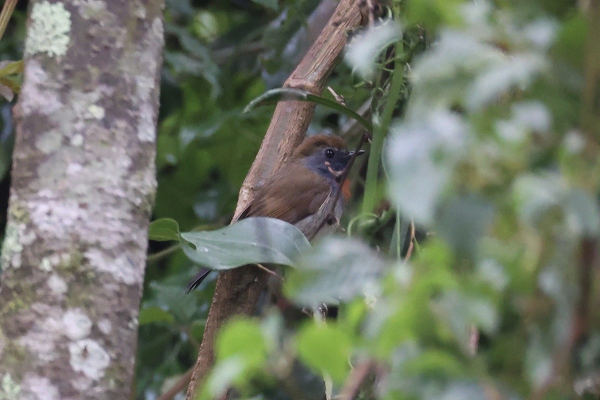 Rufous-gorgeted Flycatcher - ML644303437