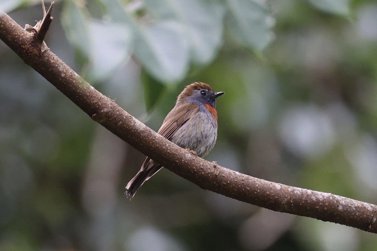 Rufous-gorgeted Flycatcher - ML644303438