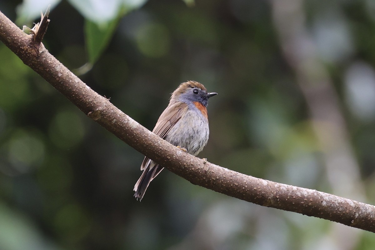 Rufous-gorgeted Flycatcher - ML644303439