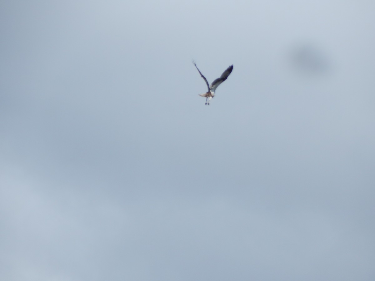 Falco pescatore - ML644303440