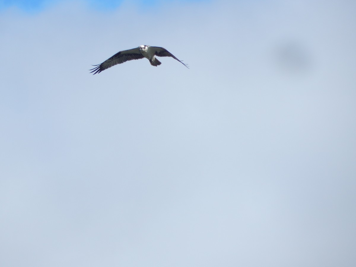 fiskeørn - ML644303441