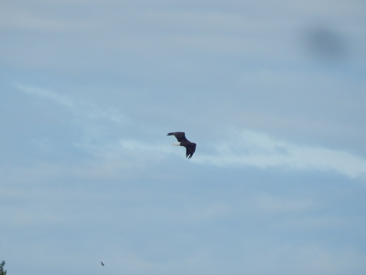 hvithodehavørn - ML644303461