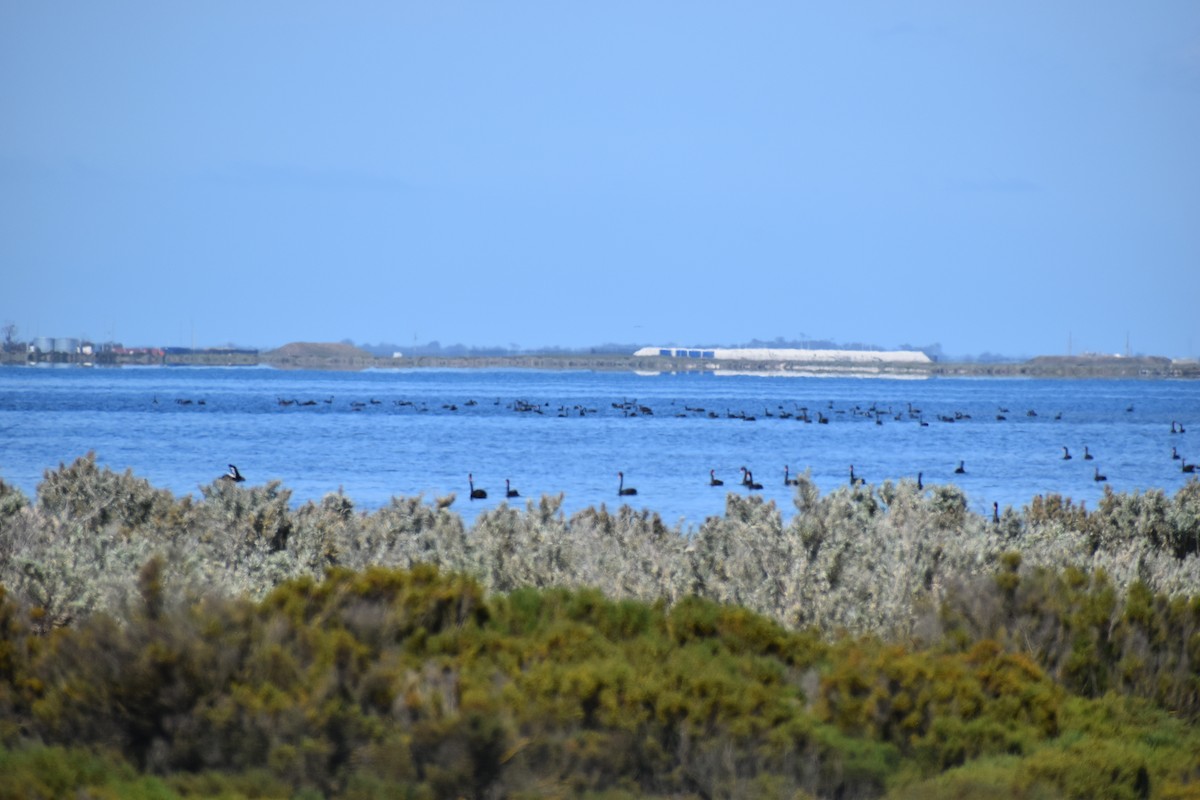 svartsvane - ML644303476