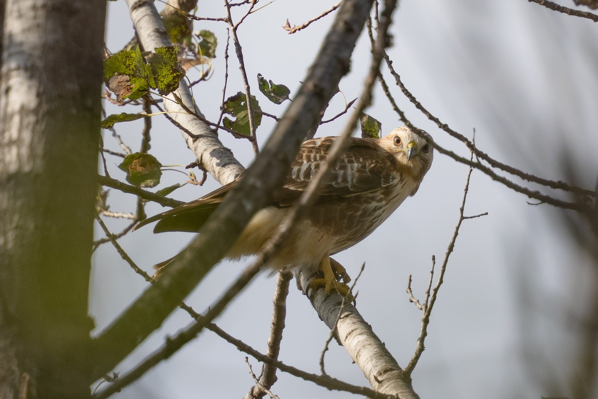 amurvåk - ML644303481