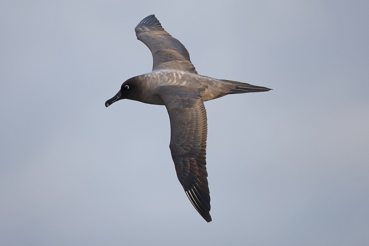 gråalbatross - ML644303482