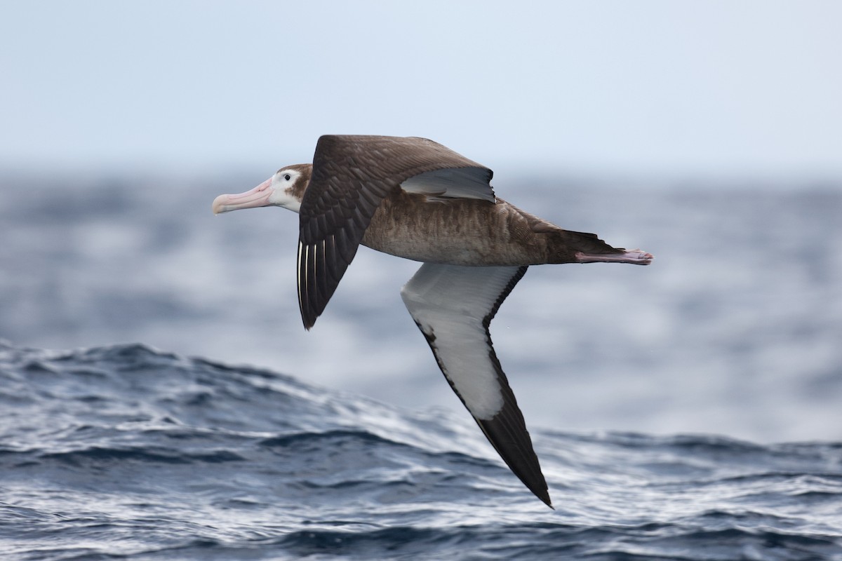 antipodealbatross - ML644303484