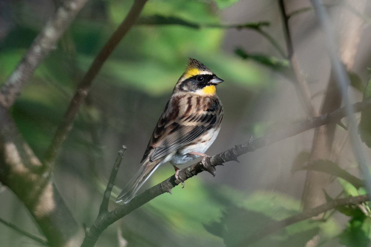 gulstrupespurv - ML644303487